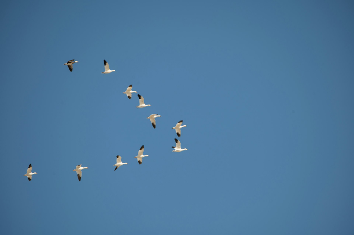 a flock of birds flying through a blue sky